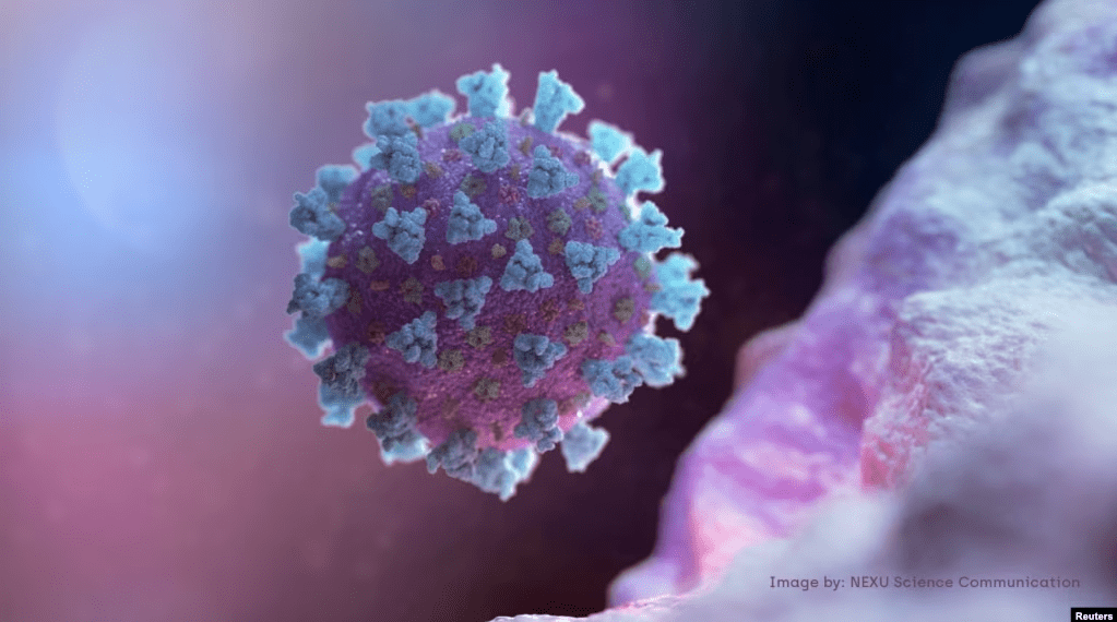 Una imagen computarizada creada por Nexu Science Communication junto con el Trinity College en Dublín muestra un modelo estructural representativo de un betacoronavirus, que es el tipo de virus relacionado con COVID-19.
