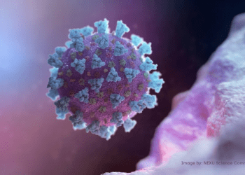 Una imagen computarizada creada por Nexu Science Communication junto con el Trinity College en Dublín muestra un modelo estructural representativo de un betacoronavirus, que es el tipo de virus relacionado con COVID-19.