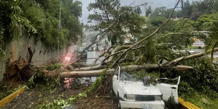Caracas: Taxista falleció aplastado por un árbol en Baruta
