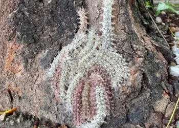 Caracas enfrenta invasión del venenoso gusano Lonomia Obliqua