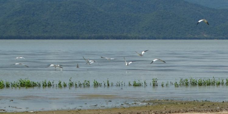 Anzoátegui: La Laguna de Unare, un hermoso refugio para las aves migratorias
