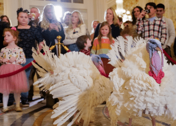 Dos pavos, llamados Liberty y Bell, que recibirán un perdón presidencial en la Casa Blanca antes del Día de Acción de Gracias, asisten a su conferencia de prensa, el domingo 19 de noviembre de 2023, en el Hotel Willard InterContinental en Washington. (Foto AP/Jacquelyn Martin)†