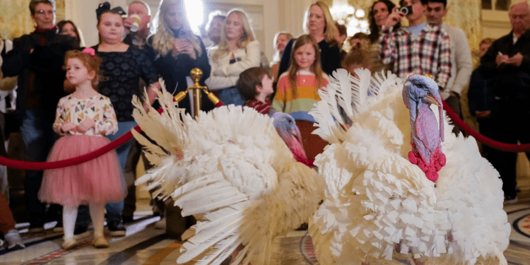 Dos pavos, llamados Liberty y Bell, que recibirán un perdón presidencial en la Casa Blanca antes del Día de Acción de Gracias, asisten a su conferencia de prensa, el domingo 19 de noviembre de 2023, en el Hotel Willard InterContinental en Washington. (Foto AP/Jacquelyn Martin)†