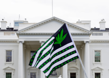 ARCHIVO - La legalización de la marihuana ha recorrido varias etapas en Estados Unidos, desde el reconocimiento de algunas ciudades y a estados con regulaciones para la producción y el consumo.