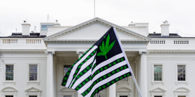 ARCHIVO - La legalización de la marihuana ha recorrido varias etapas en Estados Unidos, desde el reconocimiento de algunas ciudades y a estados con regulaciones para la producción y el consumo.