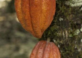 Nestlé Venezuela promueve programa de desarrollo agrícola con el «Plan Cacao»