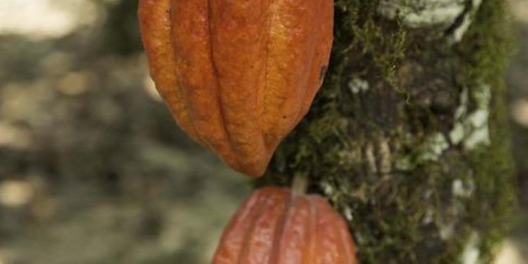 Nestlé Venezuela promueve programa de desarrollo agrícola con el «Plan Cacao»
