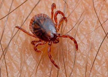 EEUU: Autoridades alertan a ciudadanos sobre fiebre maculosa, transmitida por garrapatas a viajeros provenientes de México