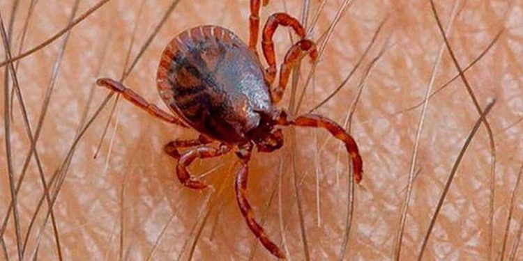 EEUU: Autoridades alertan a ciudadanos sobre fiebre maculosa, transmitida por garrapatas a viajeros provenientes de México