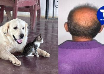 Lara: Detenido asesino de mascotas, tras  causar la muerte a más 12 perros usando veneno con vidrios