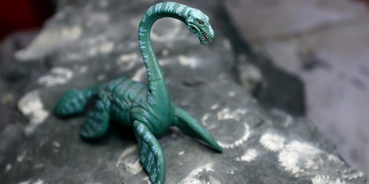 Tesoro paleontológico en Algarrobo -Chile: Elasmosaurio de 70 millones de años podría tratarse de una “primicia”