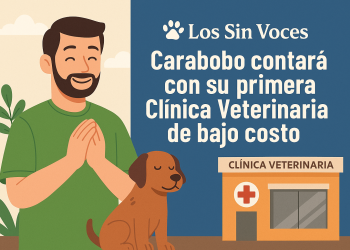 Carabobo contará con su primera Clínica Veterinaria de bajo costo: una victoria para “Los Sin Voces”