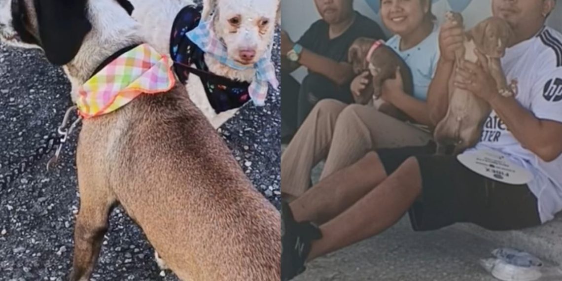 Jornada de «El Amor tiene 4 Patas» benefició a más de 150 mascotas en Valencia