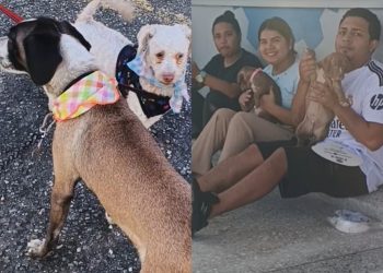 Jornada de «El Amor tiene 4 Patas» benefició a más de 150 mascotas en Valencia