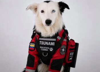 Tsunami, el perro rescatado de maltratos que se convirtió en un auténtico héroe de los terremotos en Venezuela