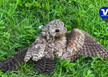 Grupo de Rescate Voluntario Nébula salva a un “pájaro bruja” herido en Tocuyito