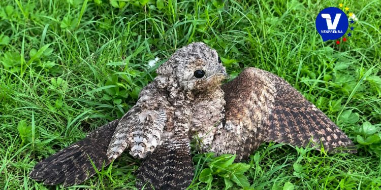 Grupo de Rescate Voluntario Nébula salva a un “pájaro bruja” herido en Tocuyito